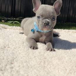 French Bulldog and Goldendoodle Puppies from Haus of Pawz