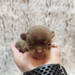 Clarice's light chocolate and tan - Chocolate and tan female Chihuahua puppy in Richmond, Virginia from Breens