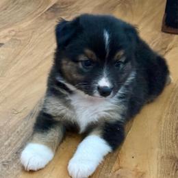 Fury - Black tri female Miniature Australian Shepherd puppy in Gatesville, Texas from Southern Promise Aussie’s