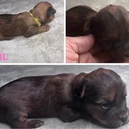 Dark pink girl - Tan female Yorkshire Terrier puppy in Crandall, Texas from Dee’s pretty puppies