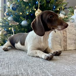 Bubbles - Piebald female Dachshund puppy in Temecula, California from Naomi Magee's Dachshund Kennel