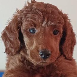 Asher Majestic Embrace Medium Import Line - Red  male Poodle puppy in Licking, Missouri from Majestic Embrace Poodles