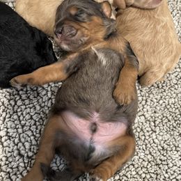 Goldendoodle Puppies from Bayshore Doodles