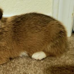 Pembroke Welsh Corgi Puppies from JD's Corgi Kennel