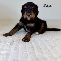 Almond - Phantom male Bernedoodle puppy in Pennsylvania from Bells Bernedoodles