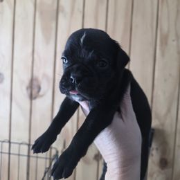 Max - Brindle male Boxer puppy in Thompson, Pennsylvania from Moonlitboxers