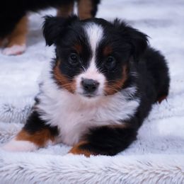 Miniature American Shepherd and Toy Australian Shepherd Puppies from Fifth Avenue Australian Shepherds