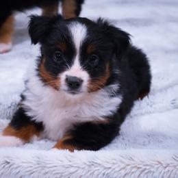 Miniature American Shepherd and Toy Australian Shepherd Puppies from Fifth Avenue Australian Shepherds