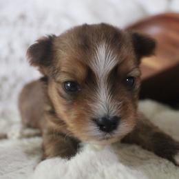 Coco - Sable male Yorkshire Terrier puppy in Eastland, Texas from Peach Yorkies