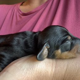 Boy 2 - Black and tan male Dachshund puppy in New Jersey from Bergamo’s  Dachshunds