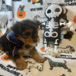 Petey - Black and tan male Yorkshire Terrier puppy in Paris, Tennessee from Nolan’s Yorkie Farm