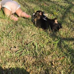 Pembroke Welsh Corgi Puppies from Larile Farm