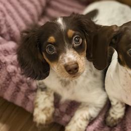 Rachel - Piebald female Dachshund puppy in Sterling, Colorado from Country Chics Doxies