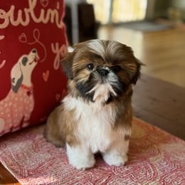 Shih Tzu Puppies from Chrysanthemum Creek
