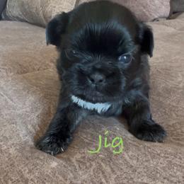 Jig - Chocolate male Shih Tzu puppy in Vernon, New Jersey from Calta’s Cute Shih Tzu