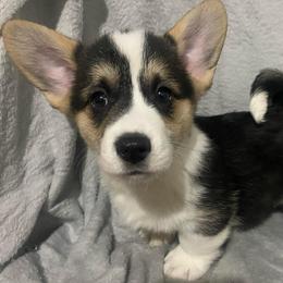 Dot - White and black male Pembroke Welsh Corgi puppy in Beulaville, North Carolina from Windy Acres Pembroke Welsh