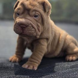 Latte - Chocolate dilute female Chinese Shar-Pei puppy in Salem, Ohio from WrinkleMonsters