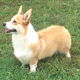 Daisy - Pembroke Welsh Corgi