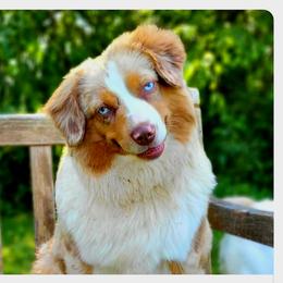 FEMALE SPAYED AVAILABLE - Red merle female Miniature American Shepherd puppy in Pasco, Washington from ROCK CREEK LABRADORS Pasco, WA