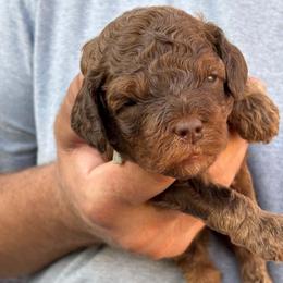 Oak (Light blue collar boy) - Brown male Cavapoo puppy in Eagle Mountain, Utah from Liberty Farms Puppies