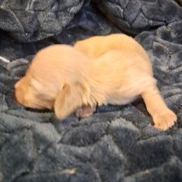1 Little Joe - Cream male Dachshund puppy in Visalia, California from DachGraston Dachshunds