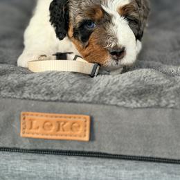 Brown - Tri-color female Bernedoodle puppy in Charleston, South Carolina from Palm Belle Doodles