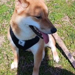 Shiba Inu from Jessica's Shiba Inus