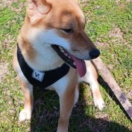 Shiba Inu from Jessica's Shiba Inus