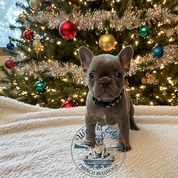 Blaze - Blue male French Bulldog puppy in Strunk, Kentucky from Waters Edge French Bulldogs LLC