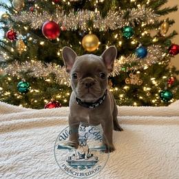 Blaze - Blue male French Bulldog puppy in Strunk, Kentucky from Waters Edge French Bulldogs LLC