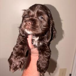 Woody - Brown and white male Cocker Spaniel puppy in Hickory, North Carolina from Homegrown Spaniels