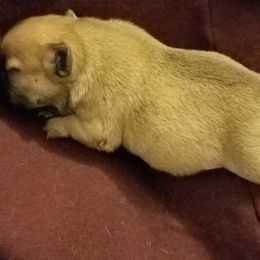 English Bulldog and French Bulldog Puppies from Bullwrinklz