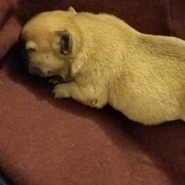 English Bulldog and French Bulldog Puppies from Bullwrinklz