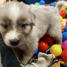 Messmer (Yaybahar) - Dilute blue male Australian Shepherd puppy in Bennett, Colorado from Alolan Angel Aussies