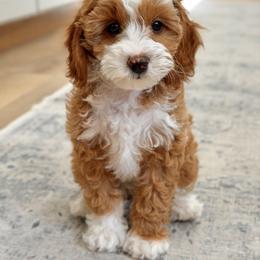 Samantha - Parti female Goldendoodle puppy in Gig Harbor, Washington from Nuttall's Goldendoodles
