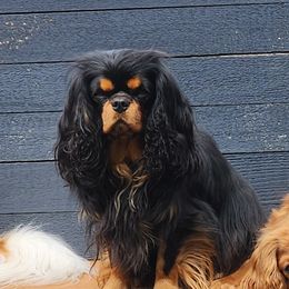 Phoebe - Cavalier King Charles Spaniel