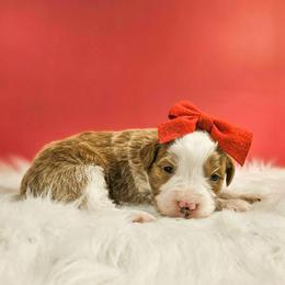 Lumi - Tri-color female Bernedoodle puppy in Russell Springs, Kentucky from 270 Doodles