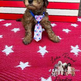 Goldendoodle Puppies from Lake Road Doodles