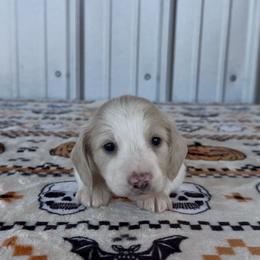 Yellow - Cream male Dachshund puppy in Poteau, Oklahoma from Sisters Dazzling Dachshunds