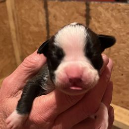 Boxer Puppies from Teressa's Boxers
