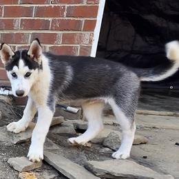 Scottie - Black and white male Siberian Husky puppy in Nashville, Tennessee from Love My Paws