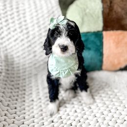 Nova - Black and white female Bernedoodle puppy in Springville, Utah from Happy Doodle