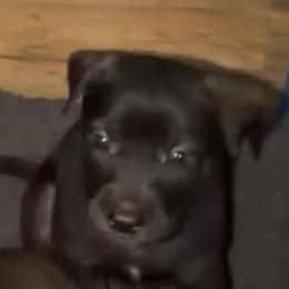 Kokena - Black brindle female Dutch Shepherd puppy in Griffin, Georgia from Van Freiheit working dogs