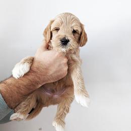 Australian Labradoodle Puppies from HoneyPeaks Australian Labradoodles