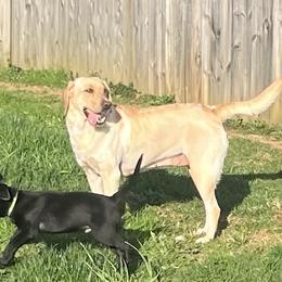 Khaleesi - Labrador Retriever