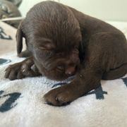 ON AHUNT KENNELS - Liver male Pudelpointer puppy in Meniffee, California from On a hunt kennels