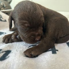 ON AHUNT KENNELS - Liver male Pudelpointer puppy in Meniffee, California from On a hunt kennels