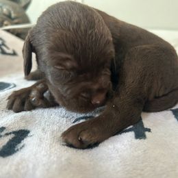 ON AHUNT KENNELS - Liver male Pudelpointer puppy in Meniffee, California from On a hunt kennels