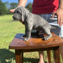 Weimaraner Puppies from Georgia Line Weimaraners