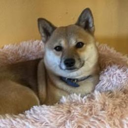 Shiba Inu from The Queen of Shibas